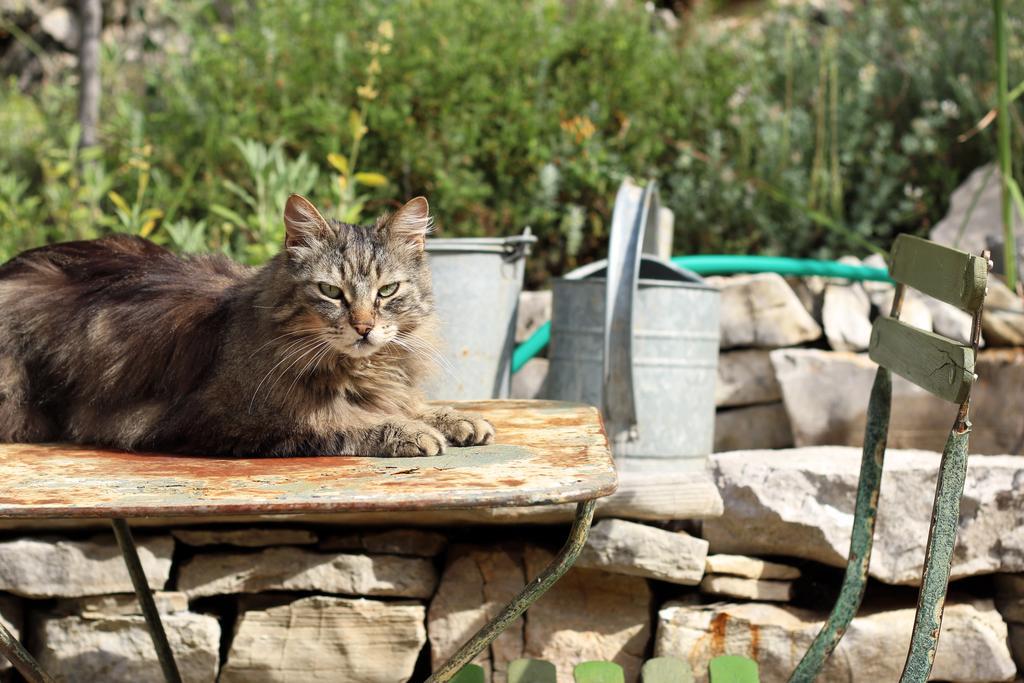 Les Pierres Sauvages Bed and Breakfast Besse-sur-Issole Buitenkant foto